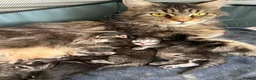 Maine Coon cats for sale: Maine Coon active kittens - Advert 2