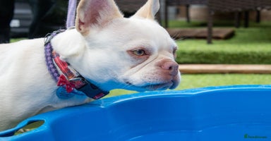 French Bulldog dogs in Chessington - Advert 5