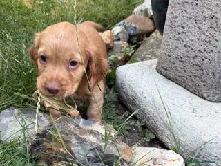 Cocker Spaniel dogs Ready to home Cockers - Advert 18