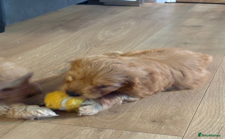 Cockapoo dogs - Advert 2