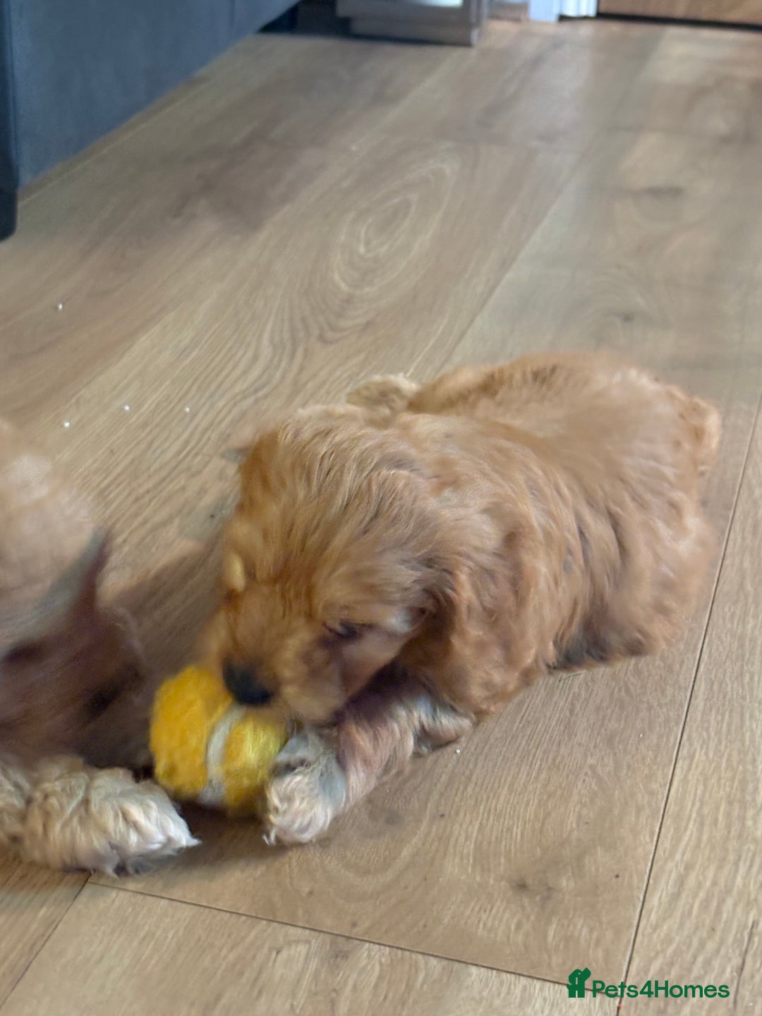Cockapoo dogs for sale: Cockapoo puppy - Image 1