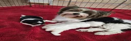 Biewer Terrier dogs for sale: Biewer Terrier  - Advert 5