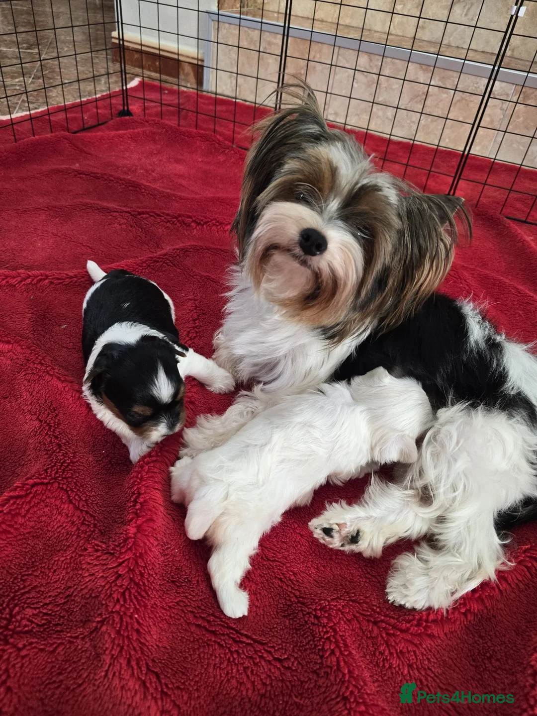 Biewer Terrier dogs for sale: Biewer Terrier  - Advert 5