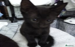 Mixed Breed cats for sale: kittens - Image 1