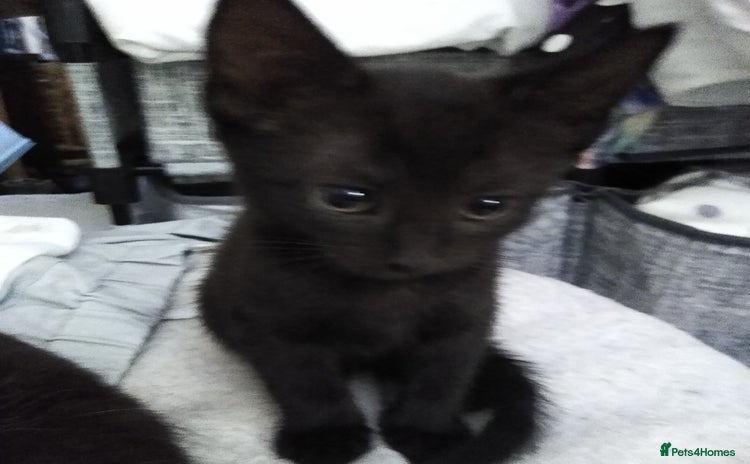 Mixed Breed cats - Advert 1
