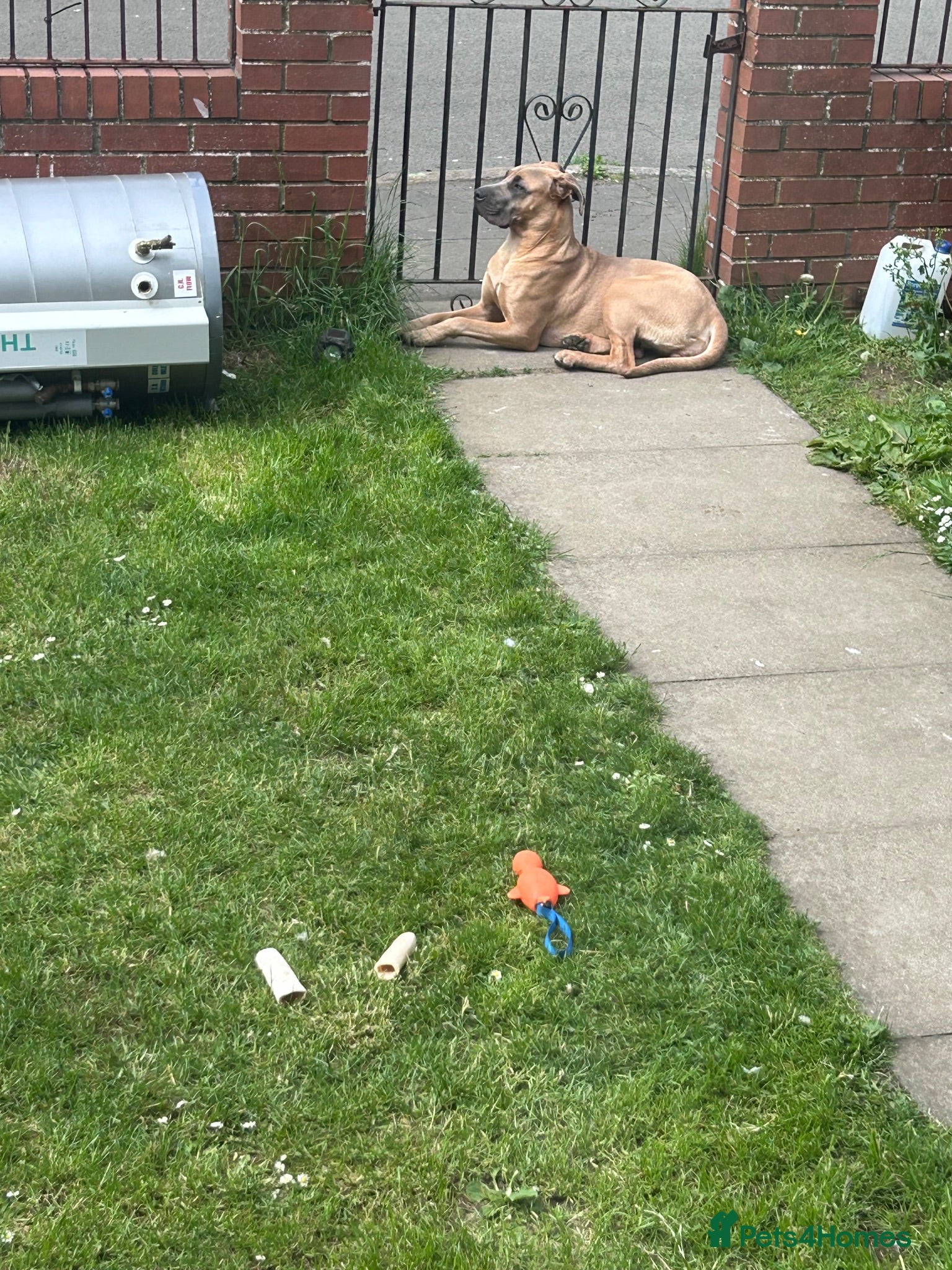 Mixed Breed dogs Pups for sale  - Advert 4