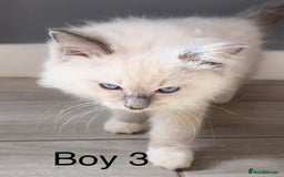 Ragdoll cats for sale: Beautiful Ragdoll kittens - Image 5