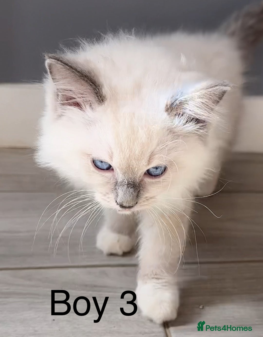 Ragdoll cats for sale: Beautiful Ragdoll kittens - Image 5