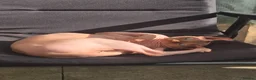 Sphynx cats for sale: A pair of sphynx - Advert 5