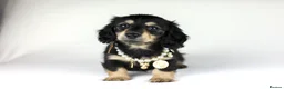 Miniature Dachshund dogs for sale: Long haired Miniature Dachshunds - BLACK & CREAM  - Advert 6