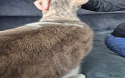 Selkirk Rex cats for sale: Tica reg  pedigree selkirk rex kittens ready now  - Advert 14