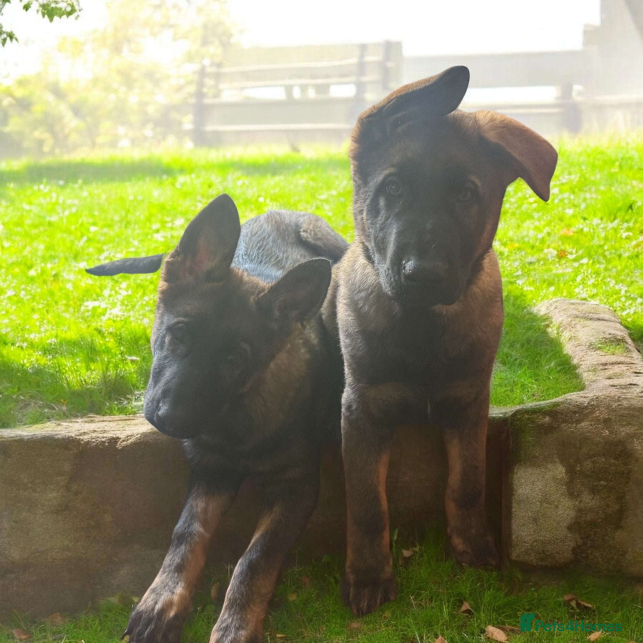 German Shepherd dogs KC Registered German Shepherd PuppiesChampion Line - Advert 2