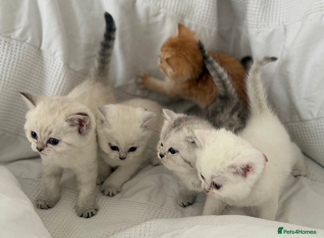 British Shorthair cats for sale: Gold and silver shaded GCCF kittens - Image 10