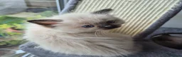 Ragdoll cats for sale: Ragdoll kittens ready now 2 left in Great Yarmouth - Advert 8