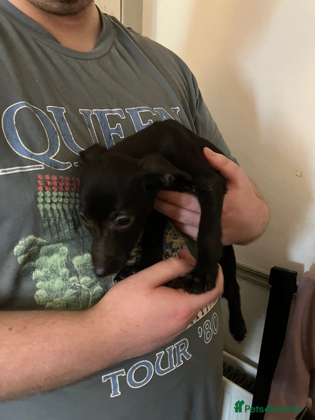 Mixed Breed dogs for sale: Puppies ready to be rehomed - Image 9