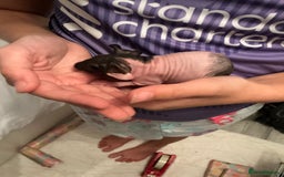 Guinea Pig rodents for sale: Guinea pigs (skinny) - Image 5