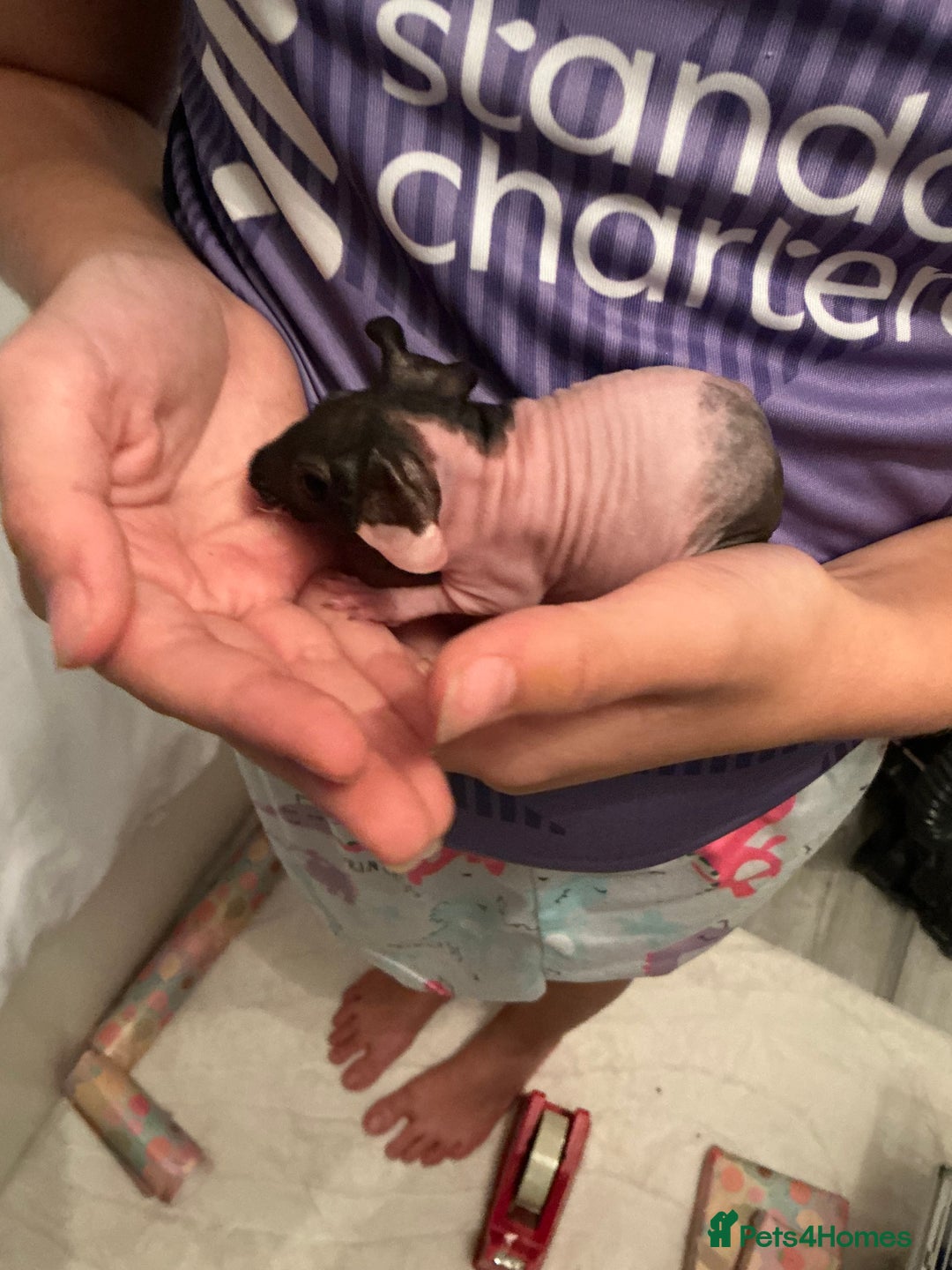 Guinea Pig rodents for sale: Guinea pigs (skinny) - Image 5