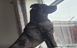 Mixed Breed dogs for sale: Beautiful Labrottie black boy  - Image 7