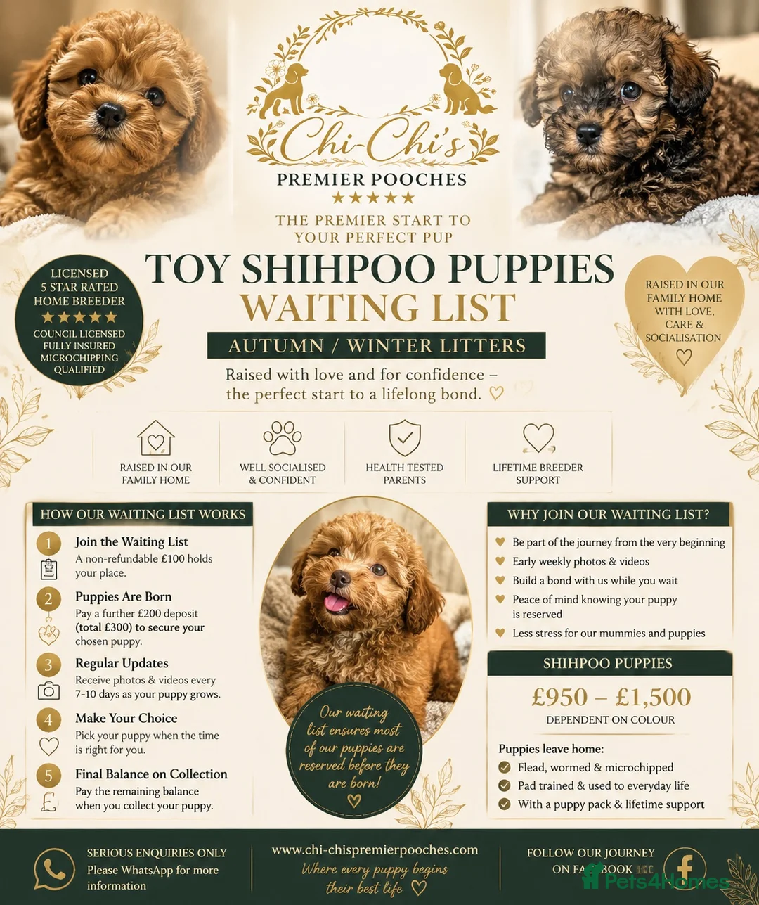 Shih Tzu dogs for sale: WAITING LIST Toy Shihpoo Puppies - Advert 1