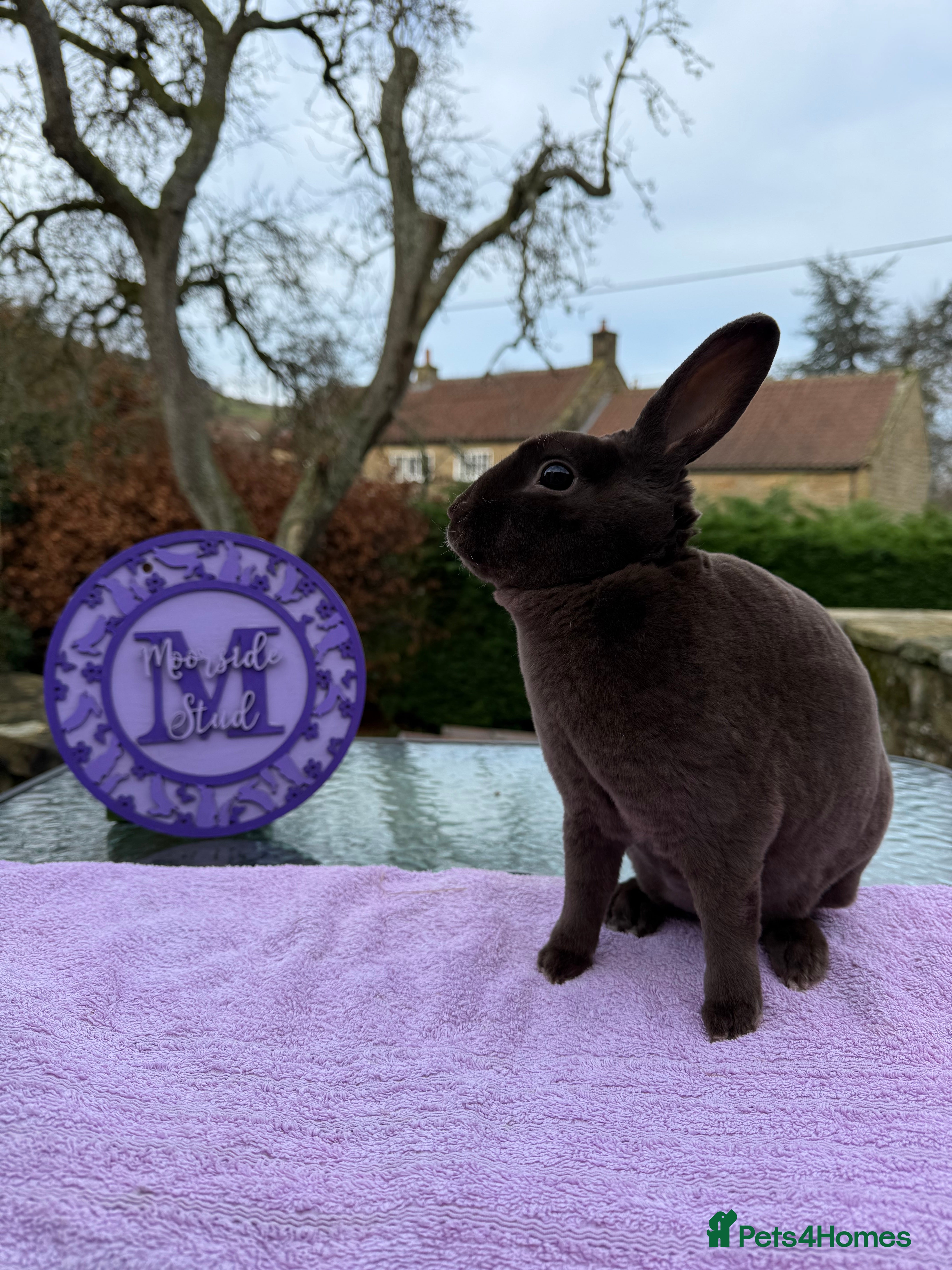 Rex rabbits Show Quality Purebred Mini Rex - Advert 2