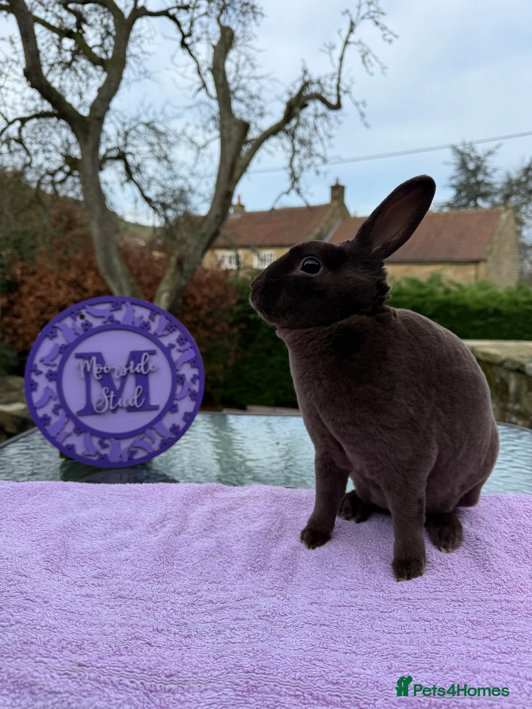 Rex rabbits for sale: Show Quality Purebred Mini Rex - Advert 1
