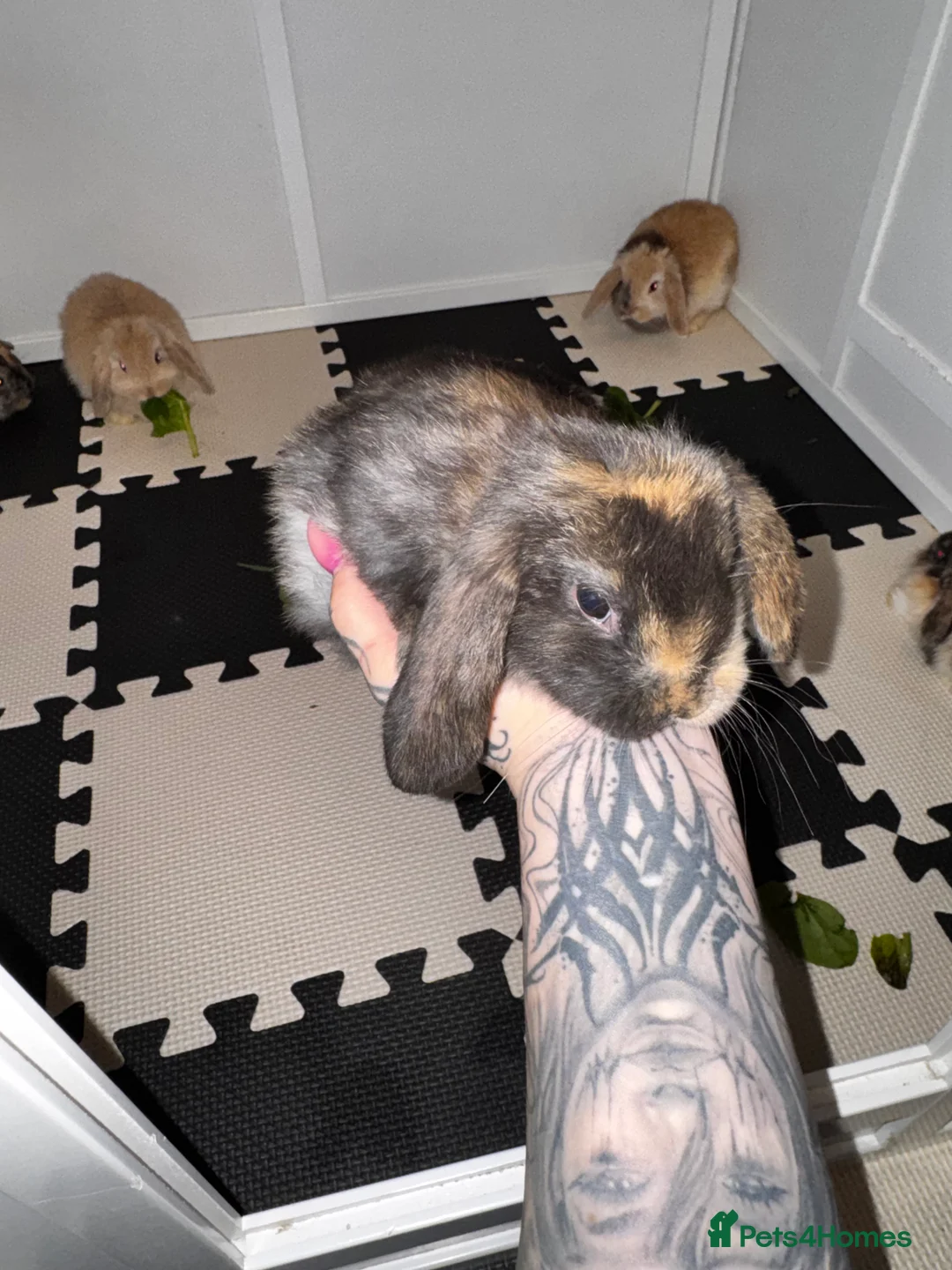 Mini Lop rabbits for sale: Beautiful mini lop bunnies - Advert 6
