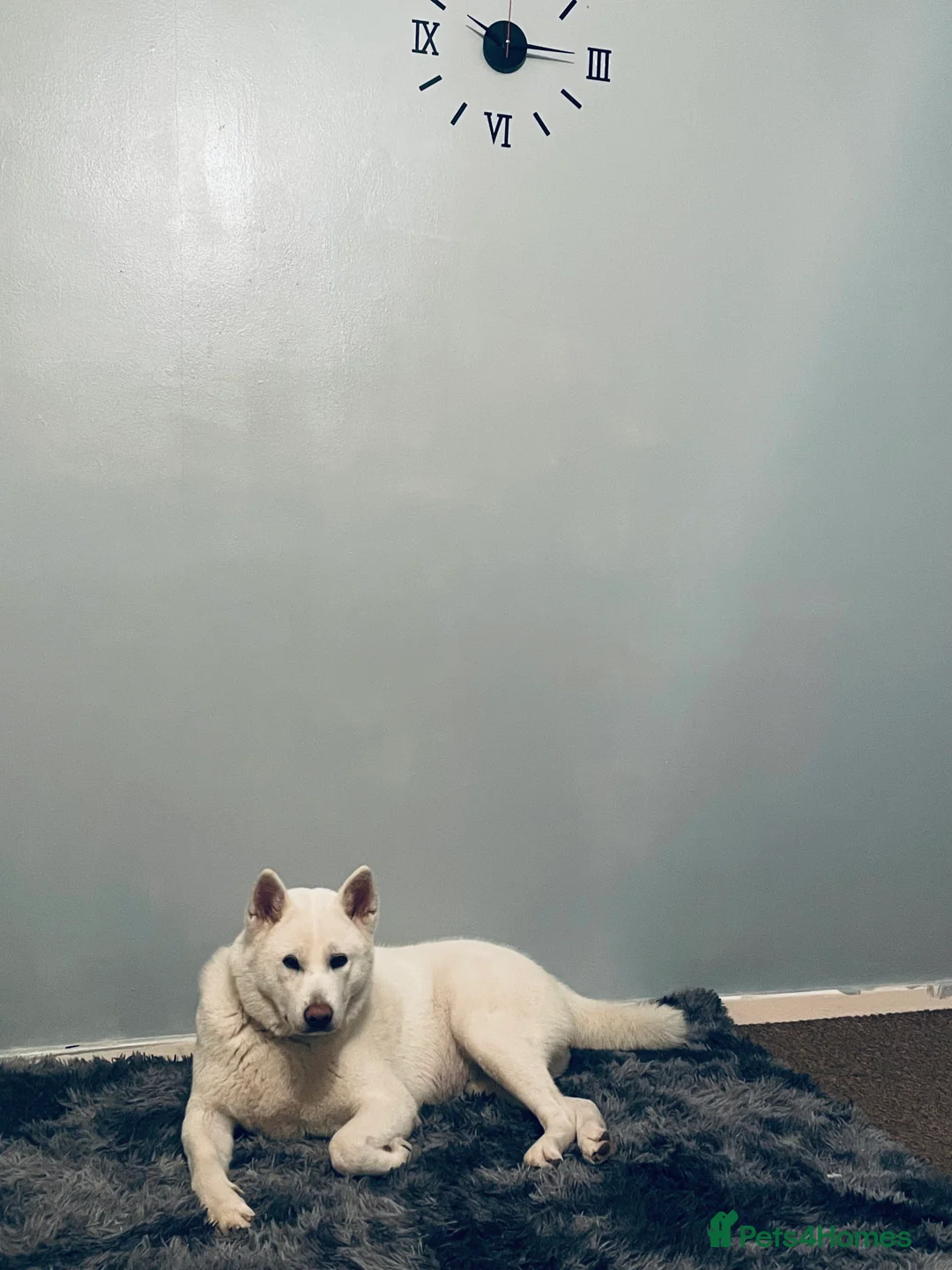 Japanese Akita Inu dogs for sale: Female Japanese Akita - Advert 3