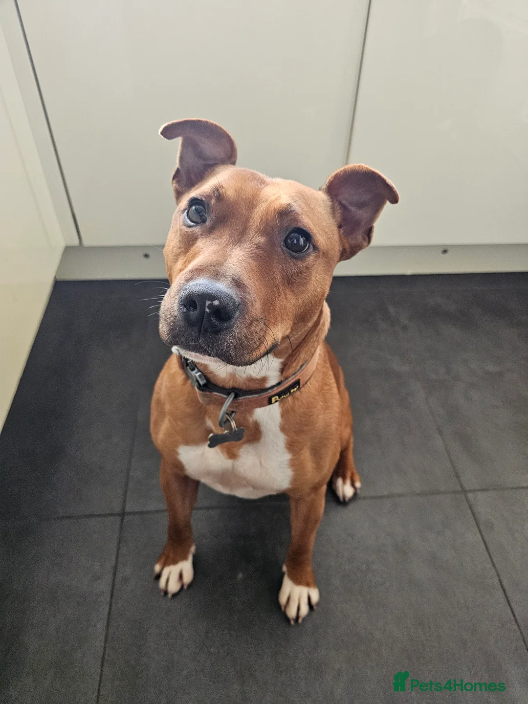 Mixed Breed dogs for sale: Red Staffordshire bull terrier  in Manchester - Advert 1