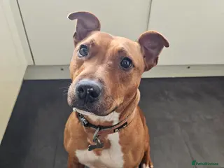 Mixed Breed dogs Red Staffordshire bull terrier in Manchester - Advert 1