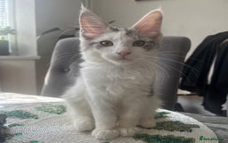 Maine Coon cats for sale: 2 maine coon kittens💕 - Image 3