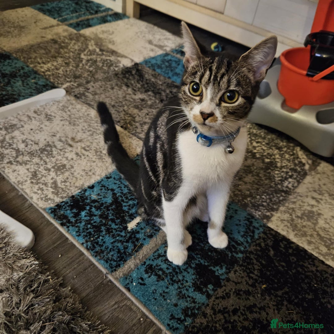 Domestic Shorthair cats for sale: Loving female kitten for sale - Image 3