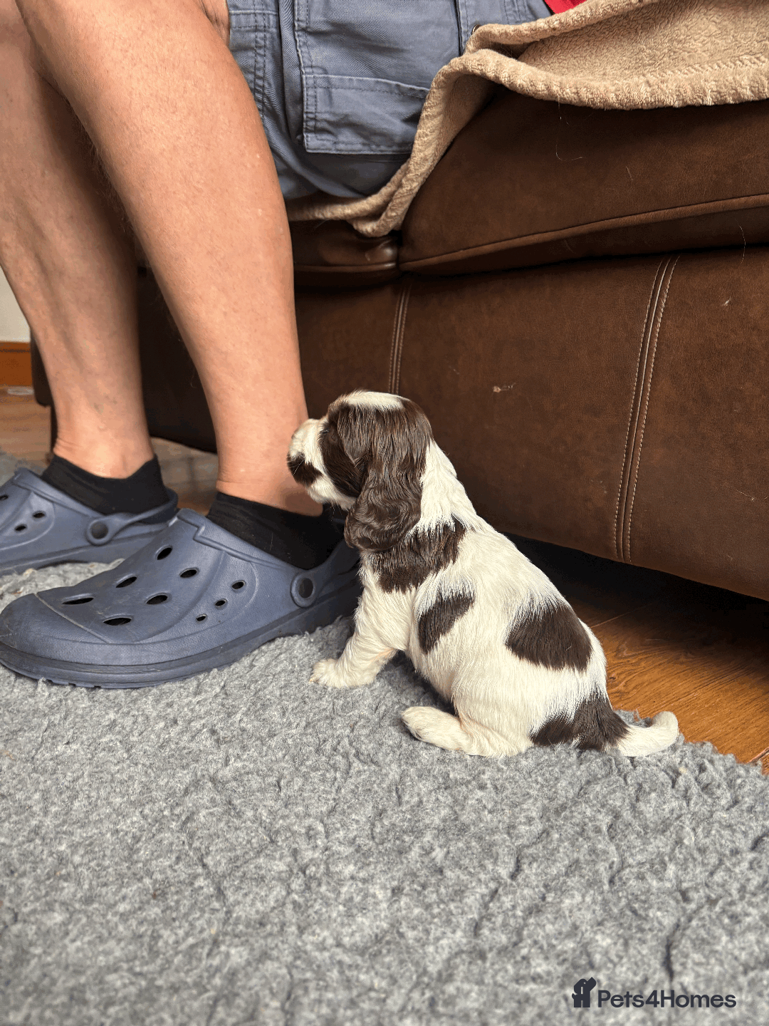 Cocker Spaniel dogs for sale: KC Show Type Cocker Spaniel Pups - Family Home  - Image 10