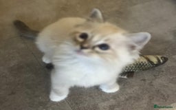 Ragdoll cats for sale: Ragdolls kittens  - Image 24