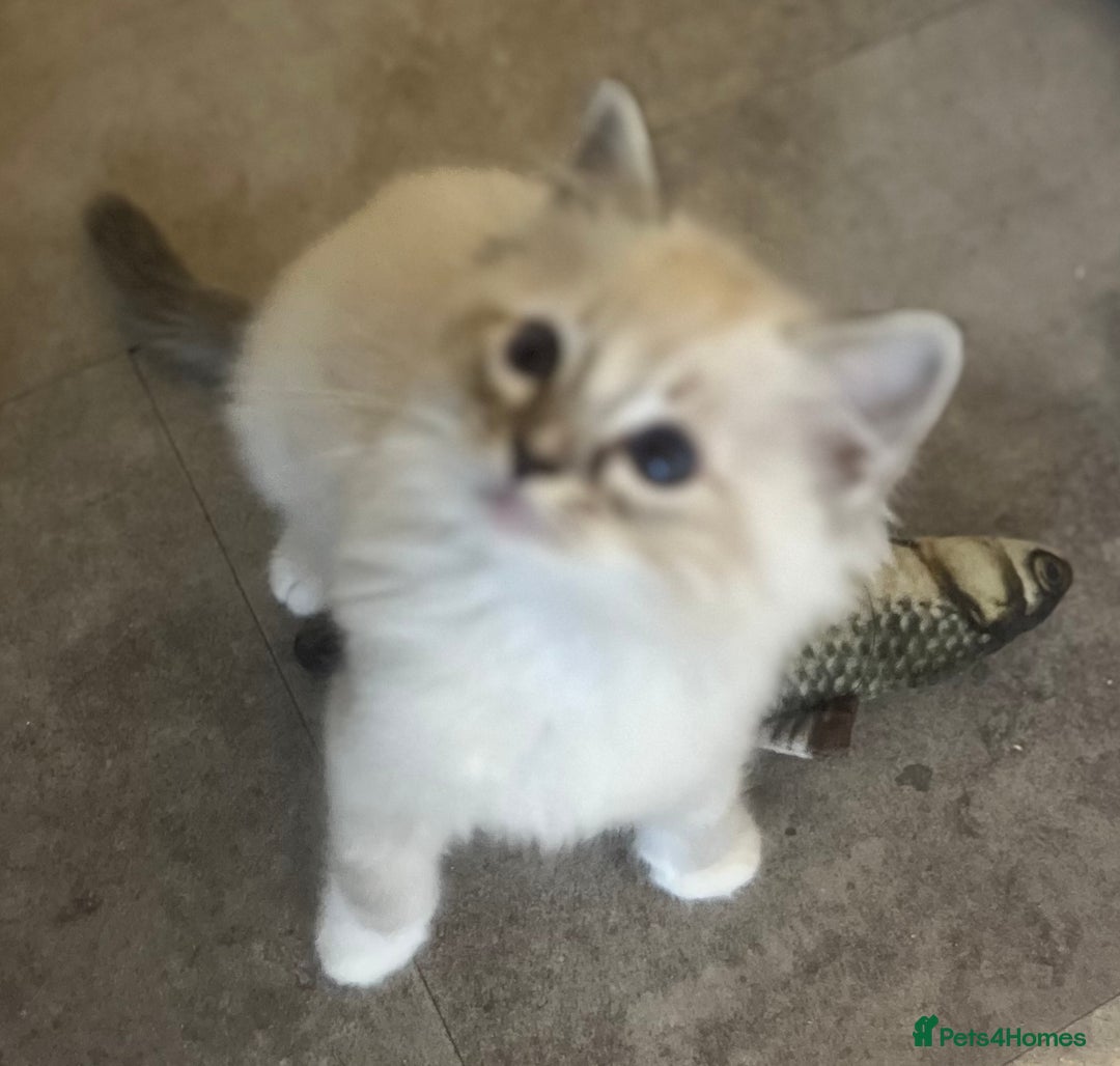 Ragdoll cats for sale: Ragdolls kittens  - Image 24