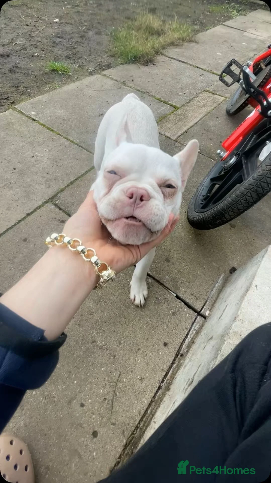 French Bulldog dogs for sale: French bulldog in Bilston - Advert 6