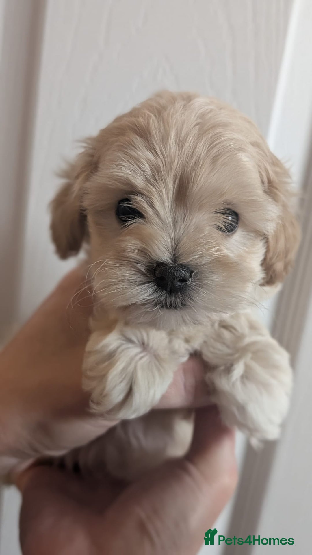 Maltipoo dogs for sale: Petite Maltipoos fully genetic health tested  - Image 21