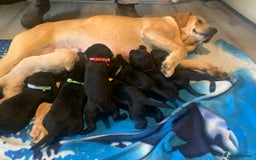 Labrador Retriever dogs for sale: Labrador puppys - Image 7