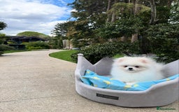Pomeranian dogs for sale: Pomeranian Last Boy - Image 3