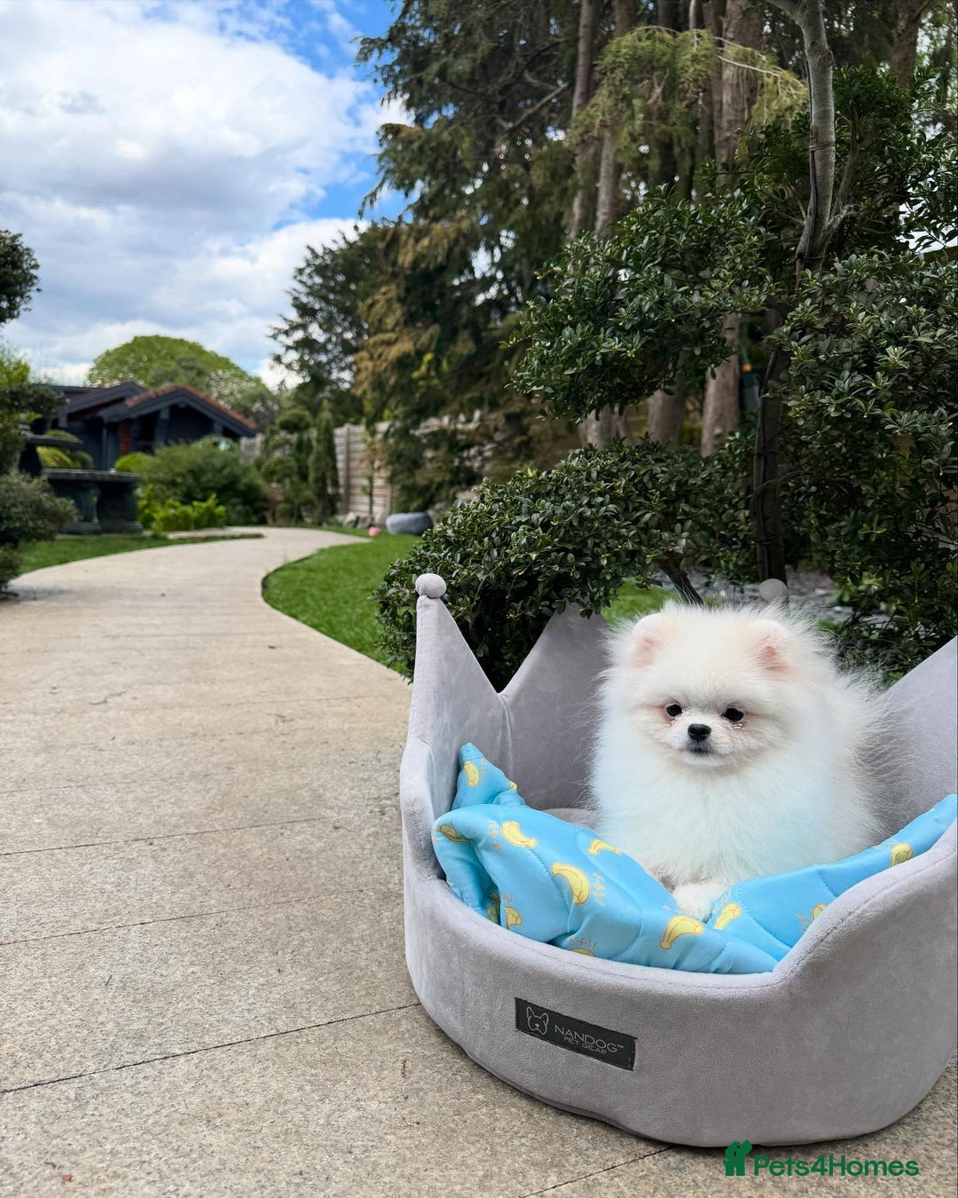 Pomeranian dogs for sale: Pomeranian Last Boy - Image 3