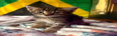 Domestic Shorthair 4