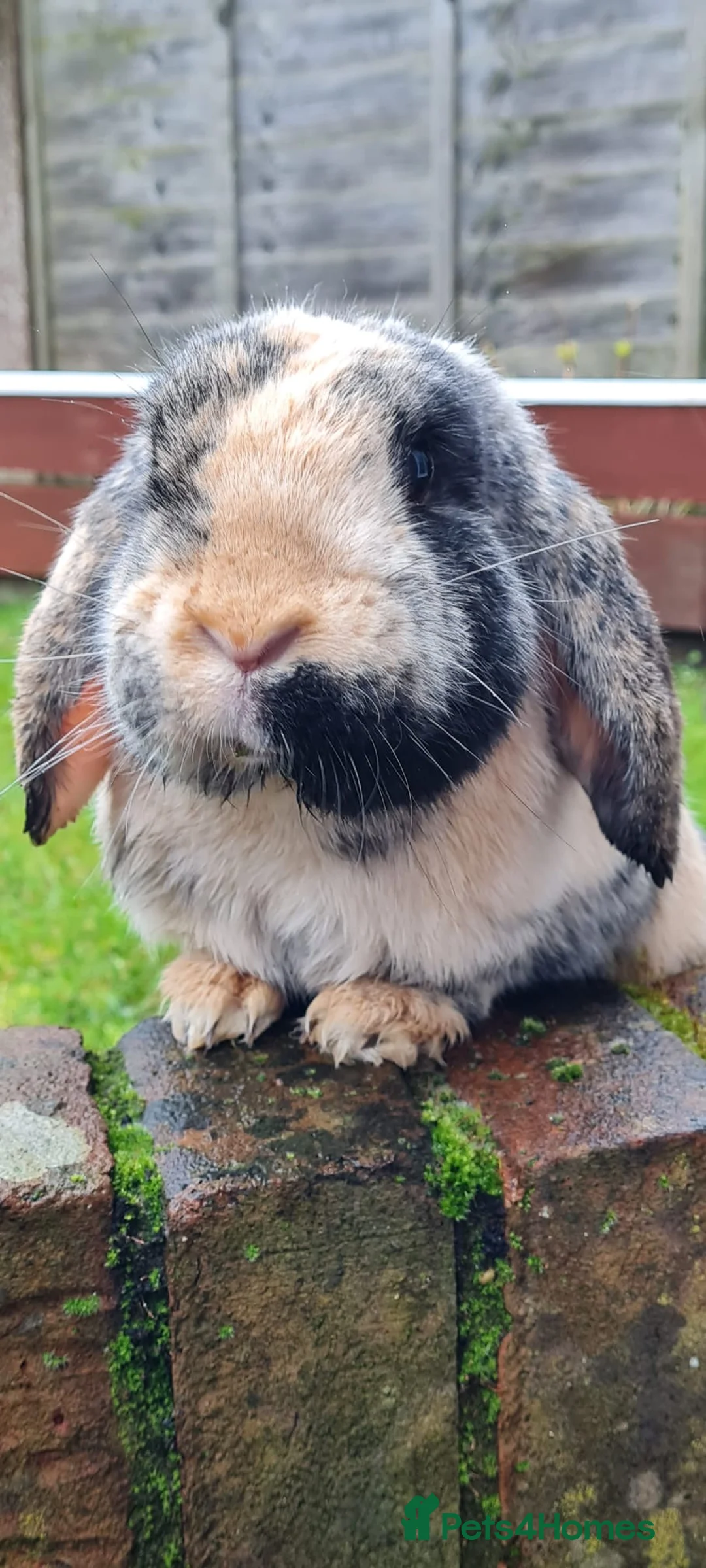 French Lop rabbits for sale: French lop for sale in Maidstone - Advert 2