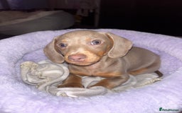 Miniature Dachshund dogs for sale: Isabella Miniature Dachshund Puppy - Image 2