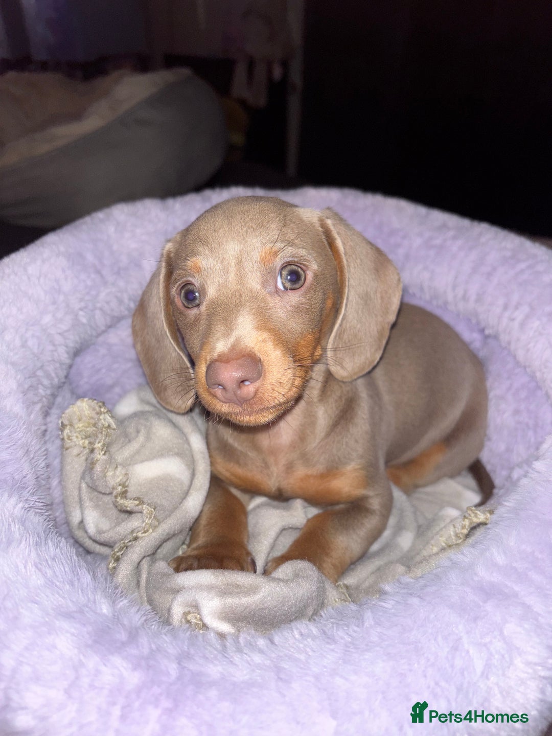 Miniature Dachshund dogs for sale: Isabella Miniature Dachshund Puppy - Image 2