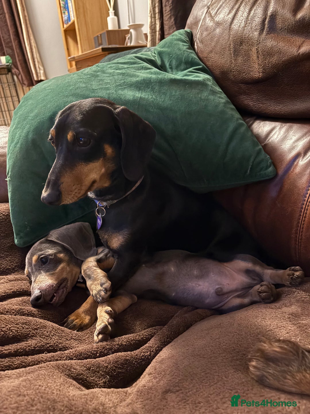Miniature Dachshund dogs for sale: Blue and tan Miniature Smooth Dachshund  - Image 9