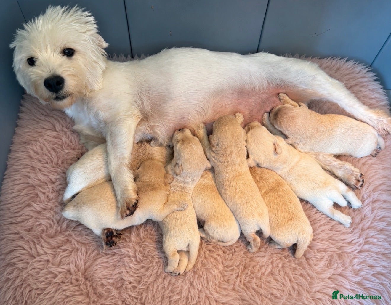 Westiepoo dogs Stunning Westiepoo’s From Health Tested Parents 🧬 - Advert 1