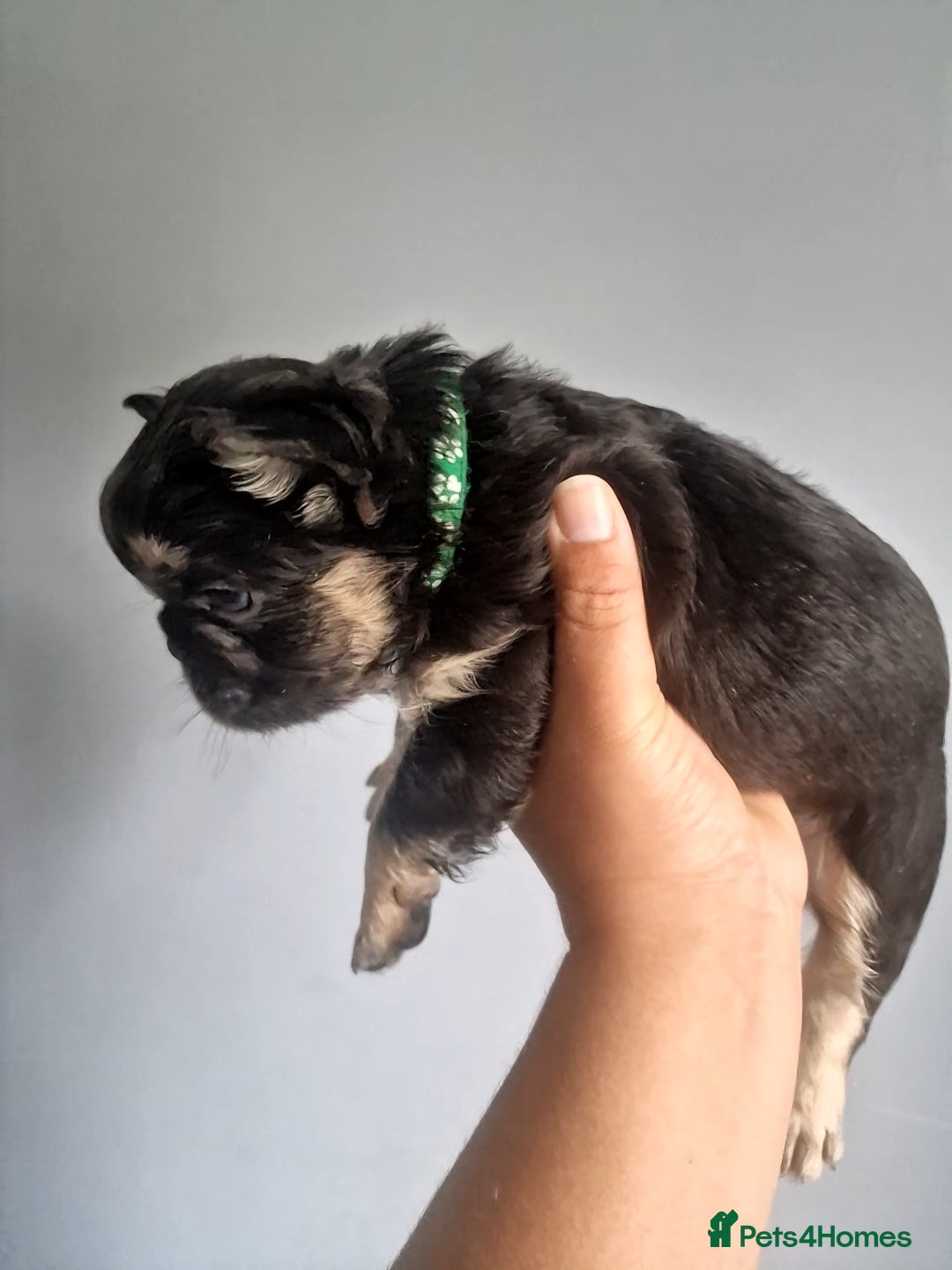 French Bulldog dogs for sale: *LAST2* Fluffy french bulldog puppies - Image 19
