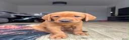 Labrador Retriever dogs for sale: Beautiful Fox Red Labrador Puppies - Advert 3