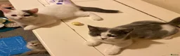 British Shorthair cats for sale: GCCF BSH Kittens Direct Grand Champion Lines  - Advert 7