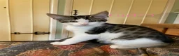 British Shorthair cats for sale: Short/Long Haired Tabby Kittens  - Advert 2