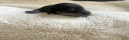 Miniature Dachshund dogs for sale: Long Haired Miniture Dachshund Puppy - Advert 5